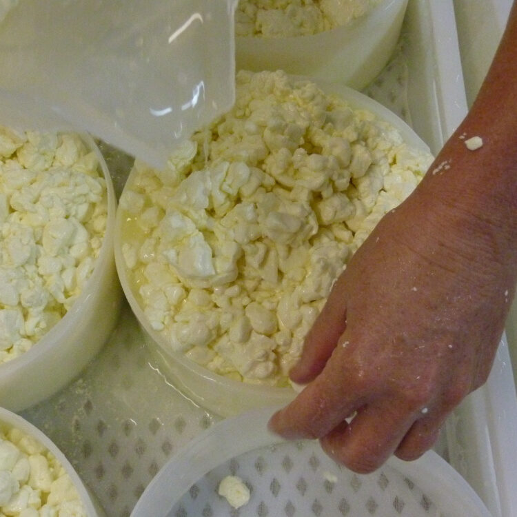 Cheese making New Zealand