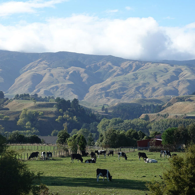 New Zealand Cheese