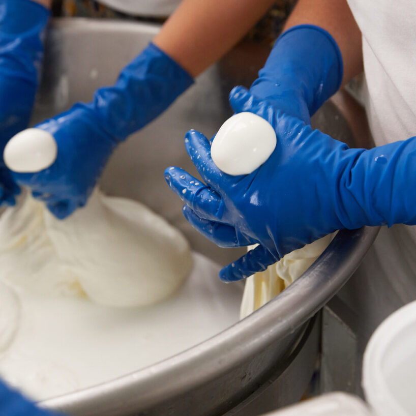 Wairiri buffalo artisan cheese