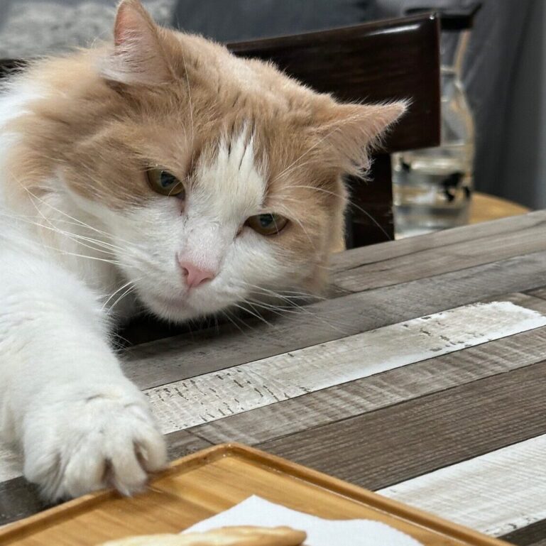 Cat Cafe Cheese Tasting